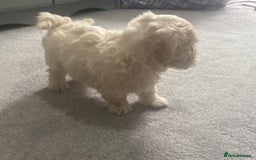 Maltese dogs for sale: Maltese puppies  - Image 3