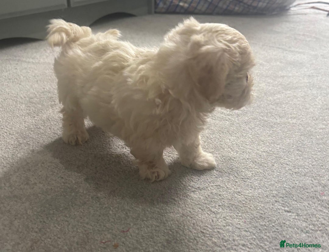 Maltese dogs for sale: Maltese puppies  - Image 3