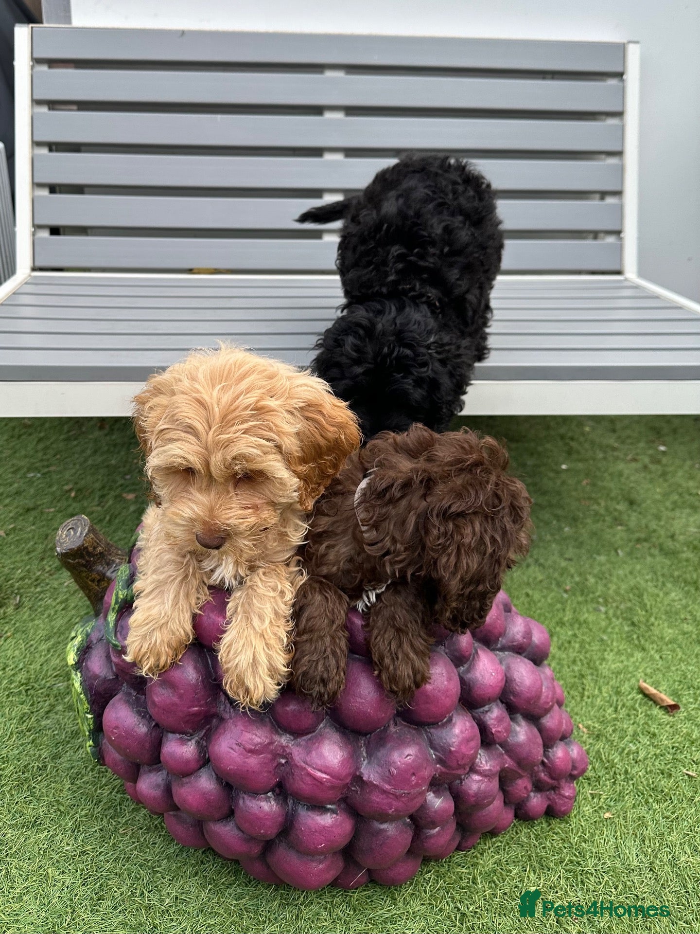 Cockapoo dogs Cockerpoo puppies READY NOW! - Advert 14