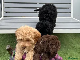 Cockapoo dogs Cockerpoo puppies READY NOW! - Advert 1