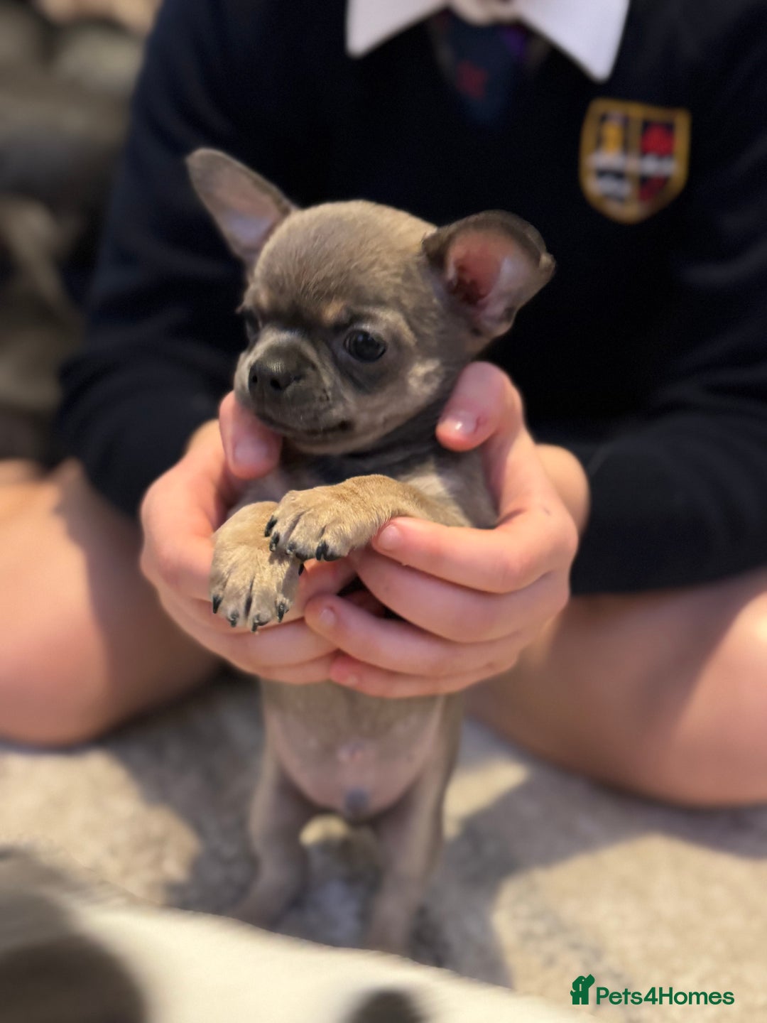 Chihuahua dogs for sale: Blue fawn male chihuahua puppy - Advert 1