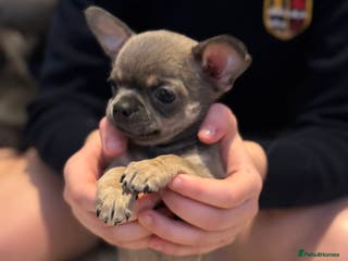 Chihuahua dogs Blue fawn male chihuahua puppy - Advert 1