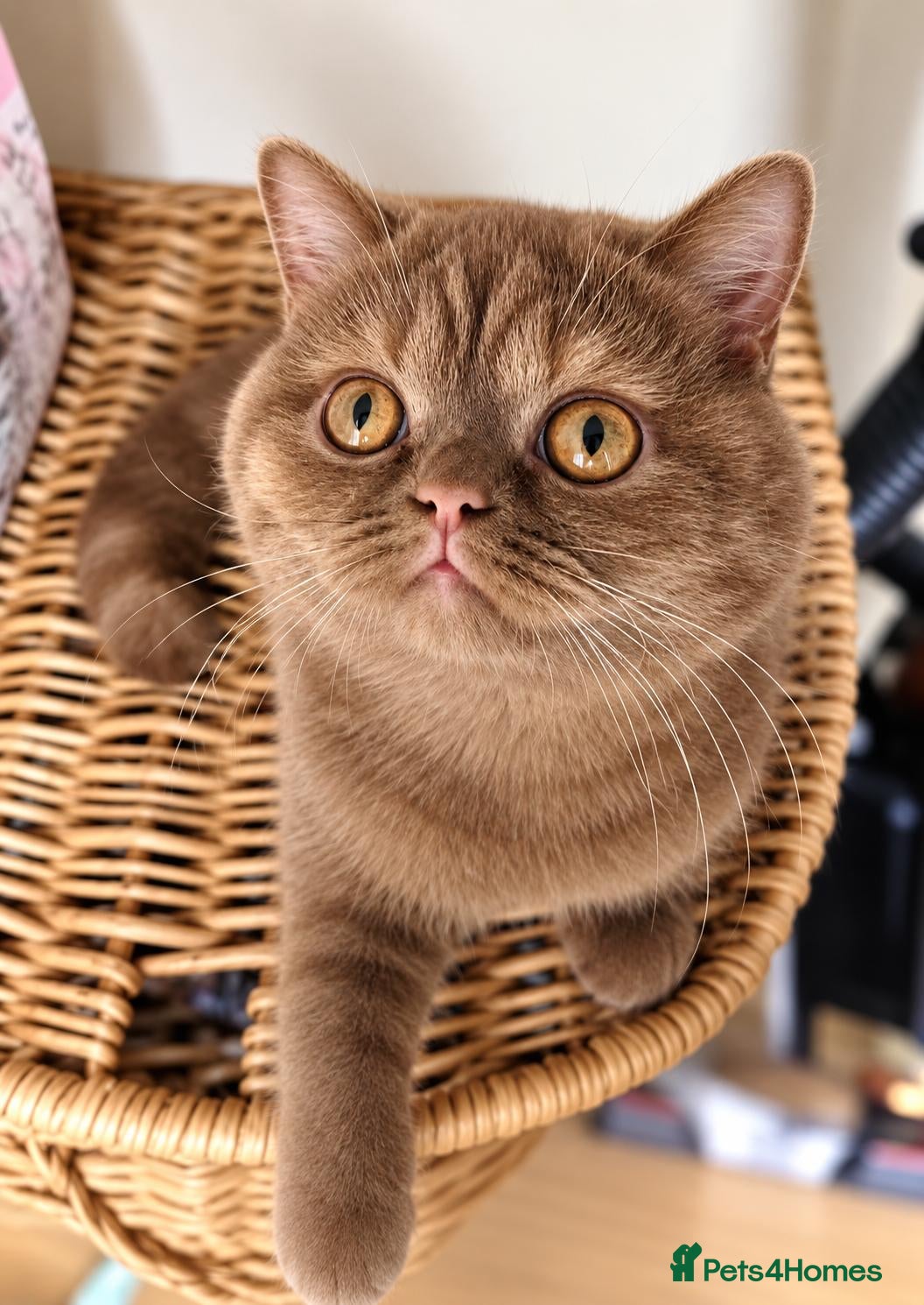 British Shorthair cats GCCF Cinnamon Tortoiseshell champion line readynow - Advert 9