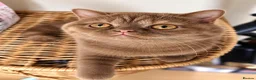 British Shorthair cats for sale: GCCF Cinnamon Tortoiseshell champion line readynow - Advert 1