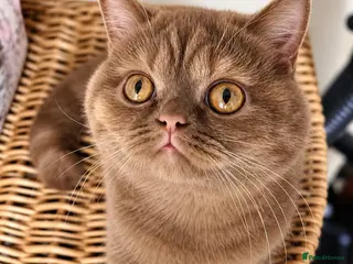 British Shorthair cats GCCF Cinnamon Tortoiseshell champion line readynow - Advert 9