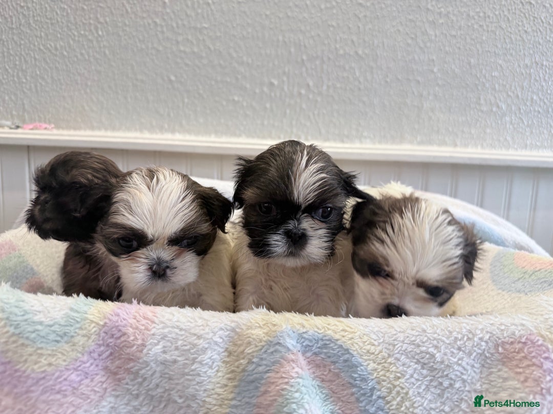 Shih Tzu dogs for sale: 3 Beautiful Shih Tzu girls left 🐶⭐️ - Advert 24