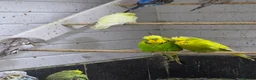 Budgerigars birds for sale: Budgies for sale - Advert 4