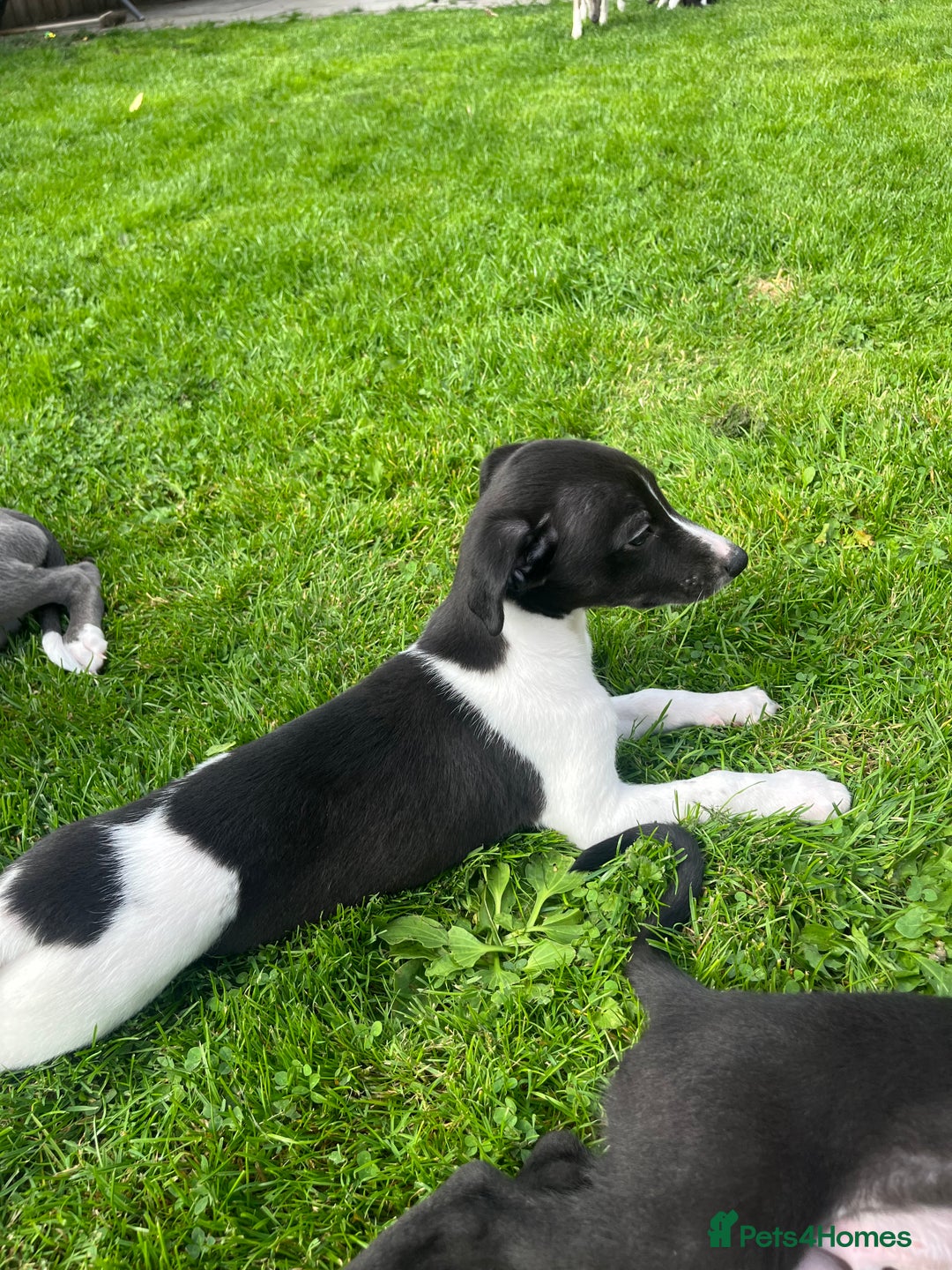 Whippet dogs for sale: Whippets  - Image 15
