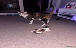 Domestic Shorthair cats for sale: Siberian Mixed (Fluffy Kittens)  - Image 10