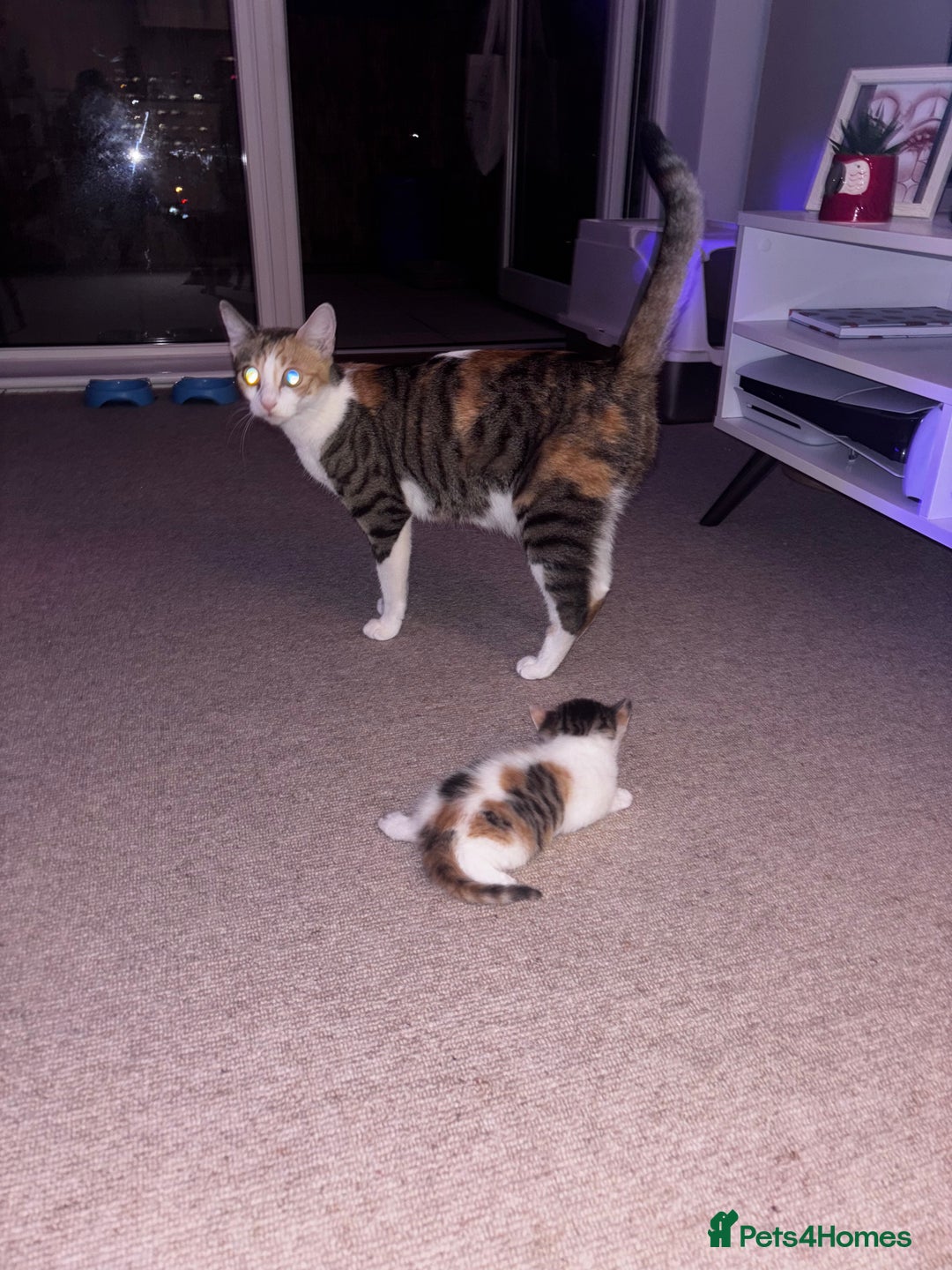 Domestic Shorthair cats for sale: Siberian Mixed (Fluffy Kittens)  - Image 10