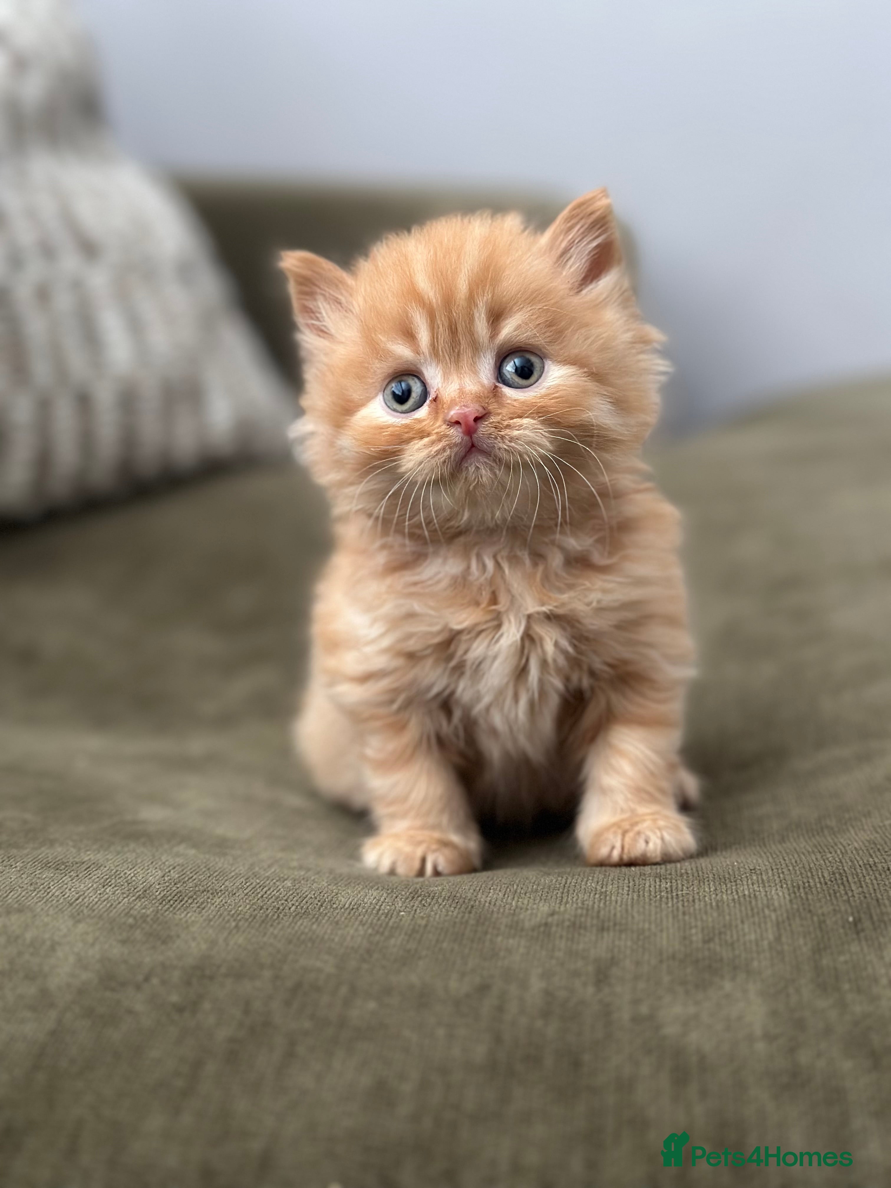 British Shorthair cats British short and longhair kittens Chocolate/red - Advert 11