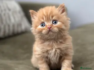 British Shorthair cats British short and longhair kittens Chocolate/red - Advert 11