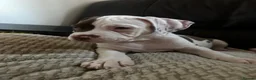 American Bulldog dogs for sale: Last boy left lost last account please message her - Advert 9