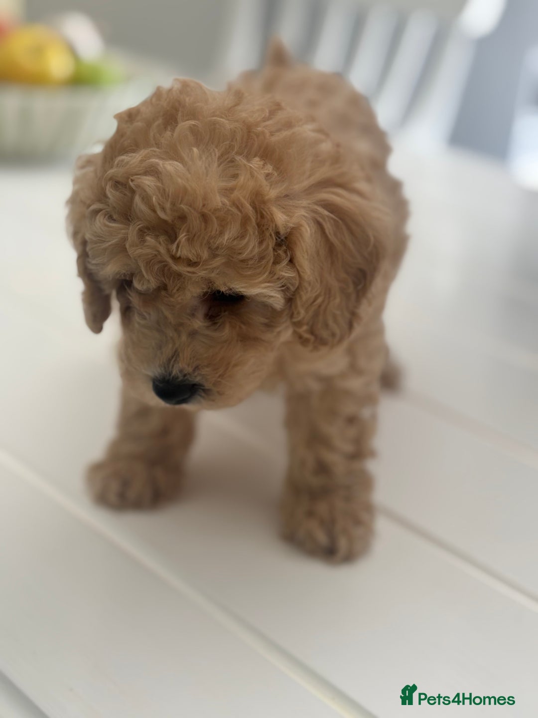 Toy Poodle dogs for sale: 🐾Tiny Toy poodle boy puppy last one🐾 - Advert 12