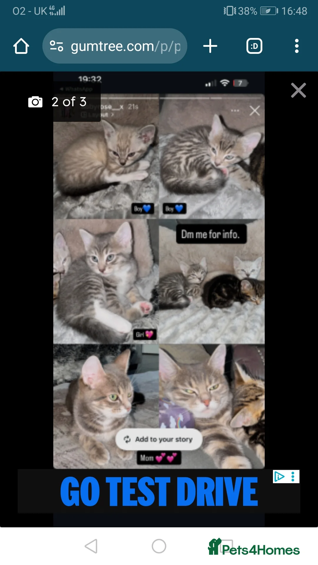 Bengal cats for sale: Stunning grey bengal ragdol X female in Birmingham - Advert 2