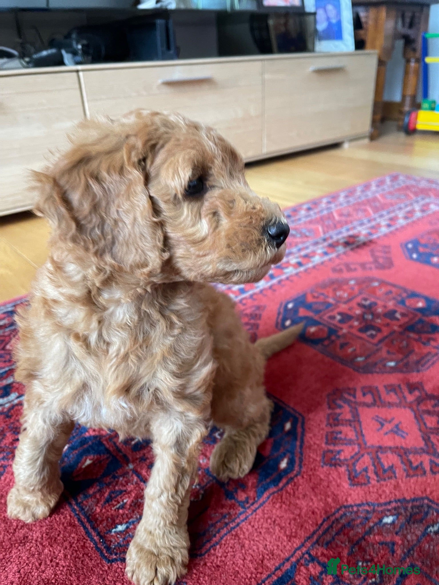 Australian Labradoodle dogs Australian Labradoodle puppies - Advert 16