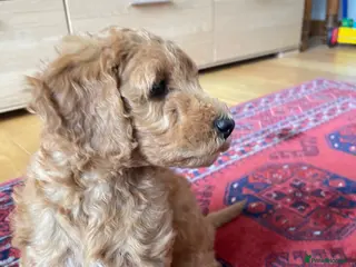 Australian Labradoodle dogs Australian Labradoodle puppies - Advert 16
