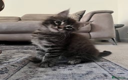 Maine Coon cats for sale: Maine Coon Kittens for Sale 4 Boys Left  - Image 16