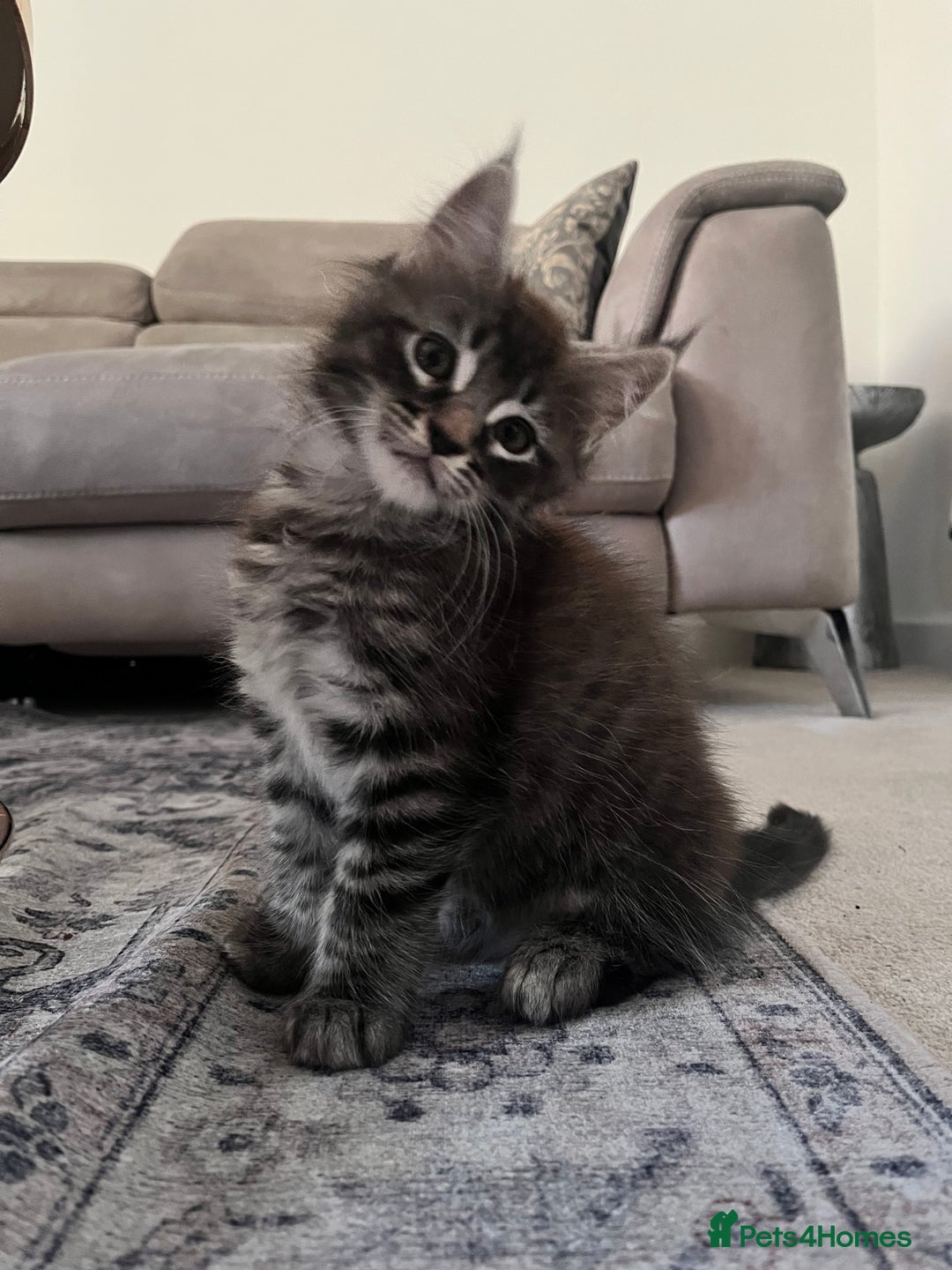 Maine Coon cats for sale: Maine Coon Kittens for Sale 4 Boys Left  - Image 16