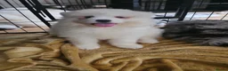 Samoyed dogs for sale: Samoyed puppies  in London - Advert 4