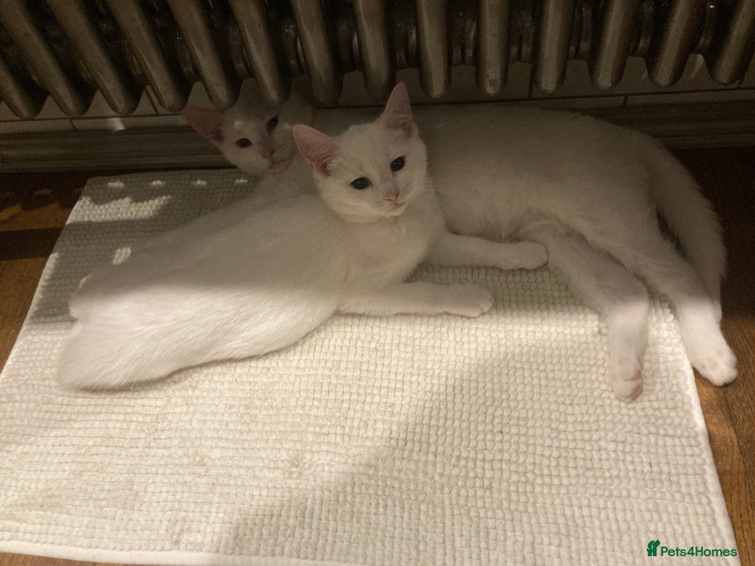 Turkish Van cats for sale: Gorgeous Turkish Van kitten - Advert 34