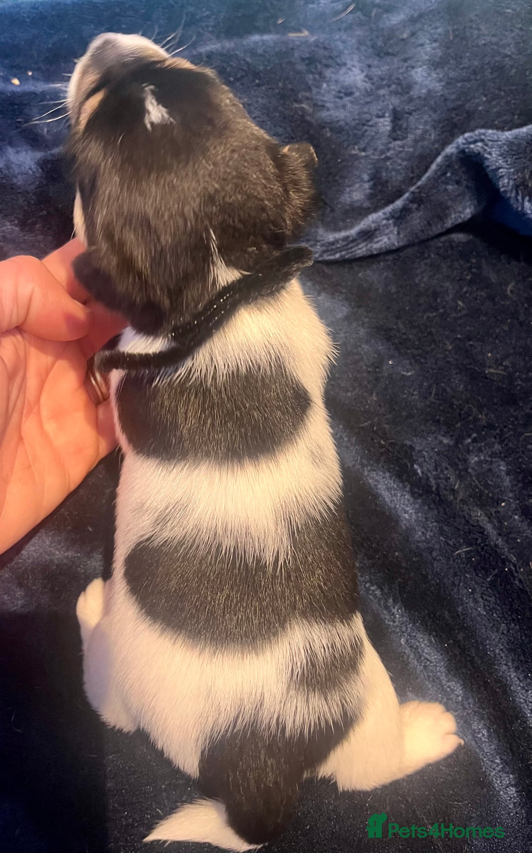 Mixed Breed dogs for sale: First litter of 7 Jack Russel puppies  - Image 16