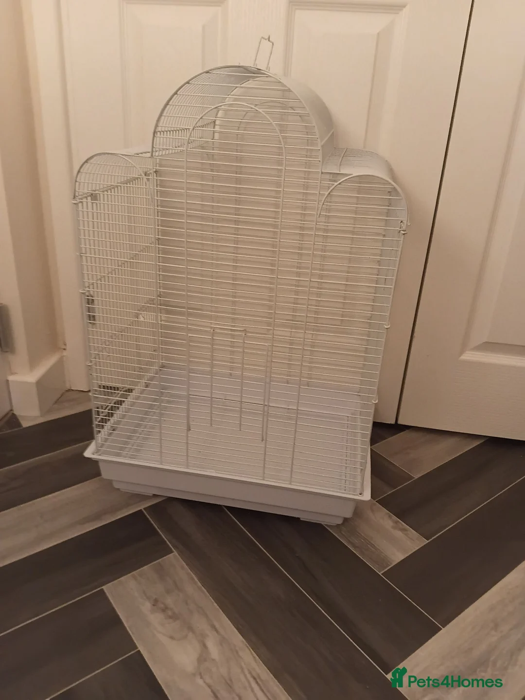 Budgerigars birds for sale: Budgies  in Kidderminster - Advert 1