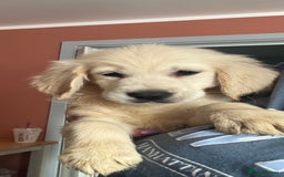 Golden Retriever dogs for sale: 3 White boys left show type - Image 1