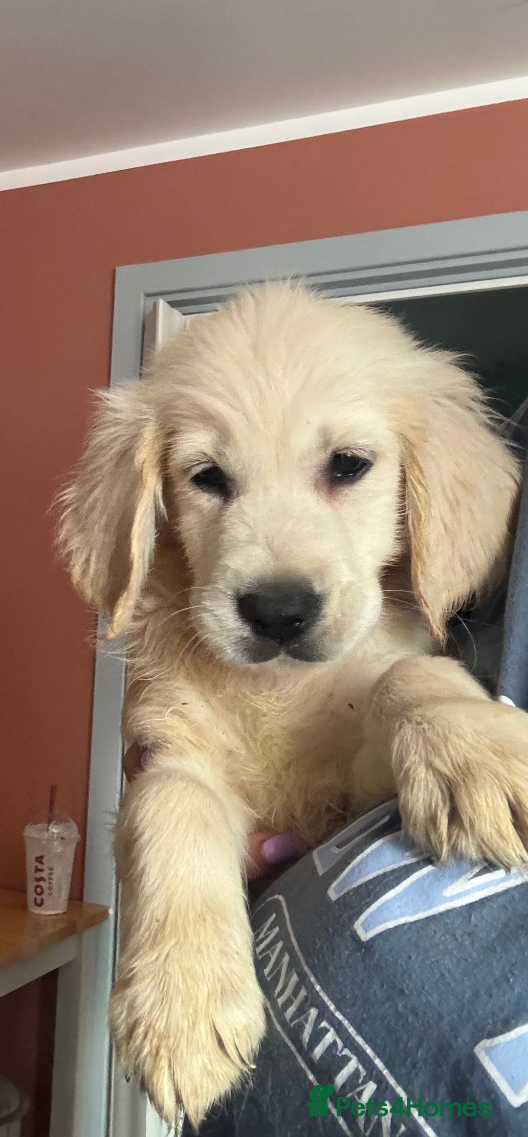 Golden Retriever dogs for sale: 3 White boys left show type - Image 1