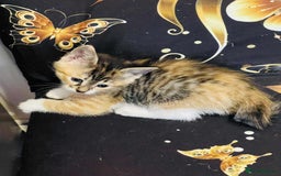 Mixed Breed cats for sale: Kataleja - Image 10
