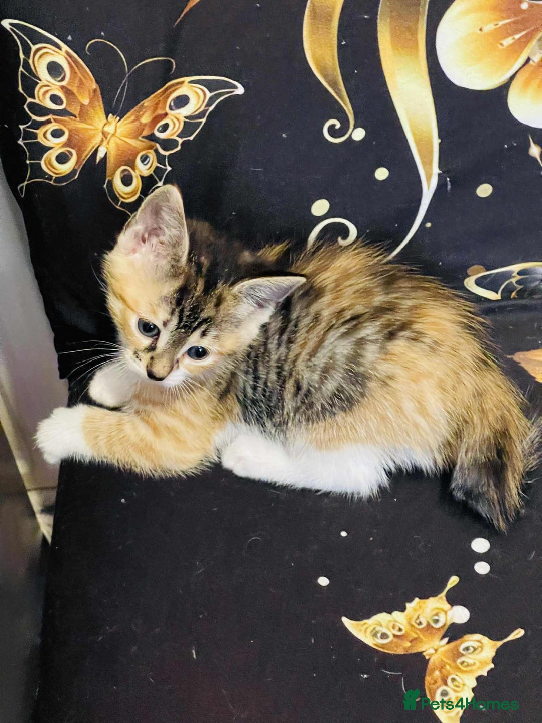 Mixed Breed cats for sale: Kataleja - Image 10