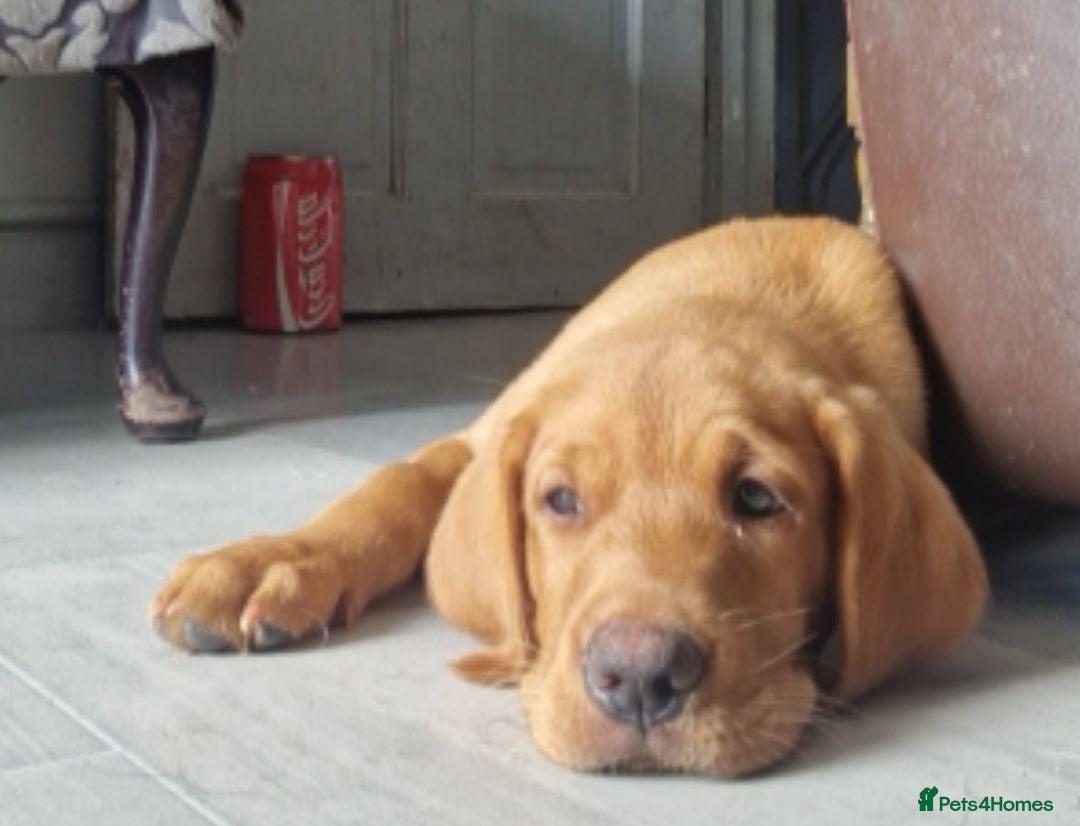 Labrador Retriever dogs Labrador Puppies ready now 1 left - Advert 5