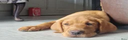Labrador Retriever dogs for sale: Labrador Puppies ready now 2 left - Advert 3