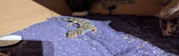 Leopard Gecko reptiles for sale: Leopard gecko  - Advert 10