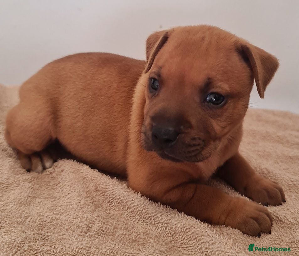 Staffordshire Bull Terrier dogs Red staffy puppys  - Advert 7