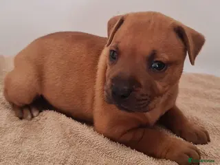 Staffordshire Bull Terrier dogs Red staffy puppys - Advert 7
