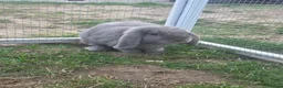 Mini Lop rabbits for sale: Beautiful Grey Mini lop female - Advert 4