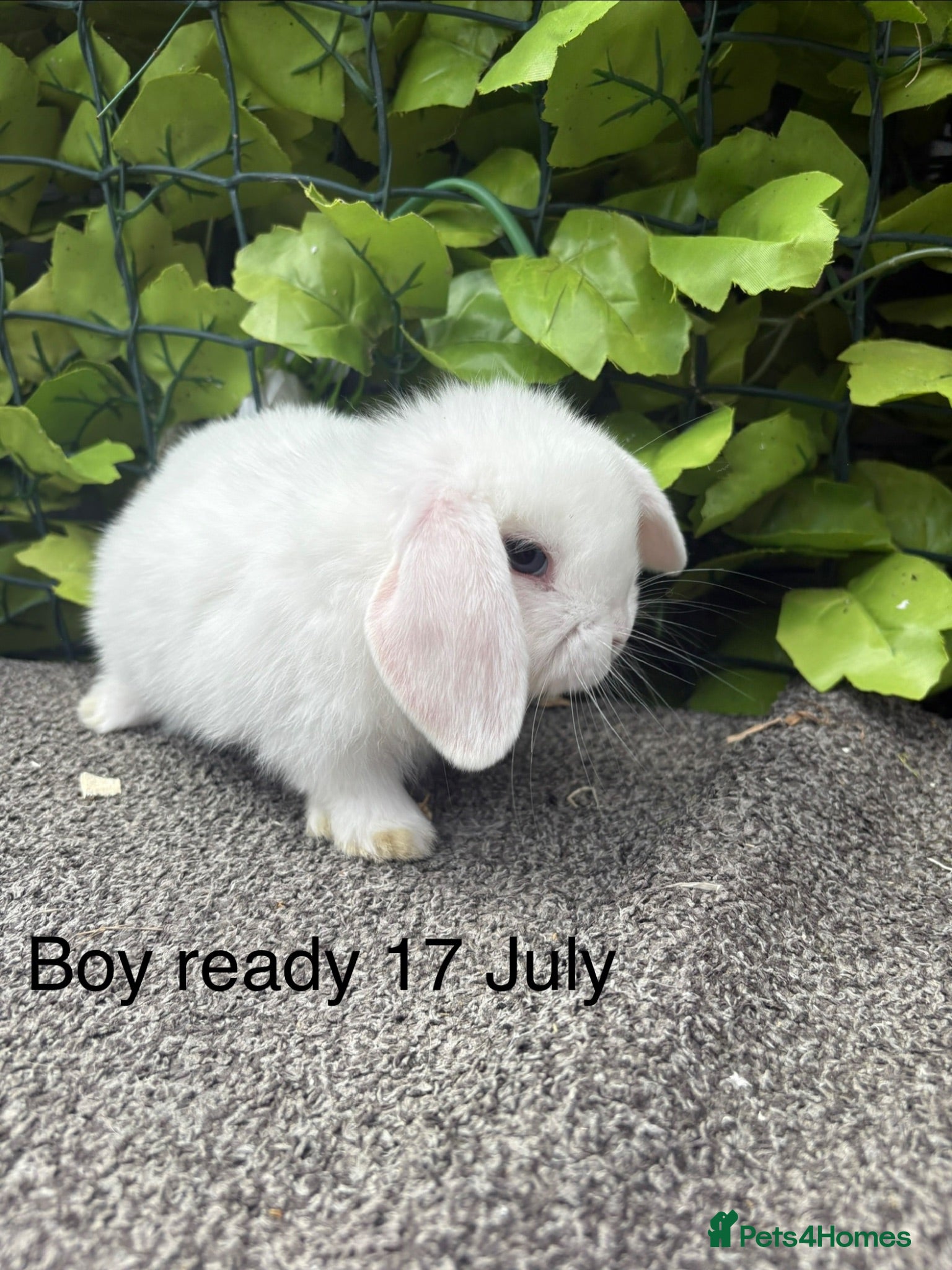 Mini Lop rabbits Adorable friendly mini lop babies  - Advert 15