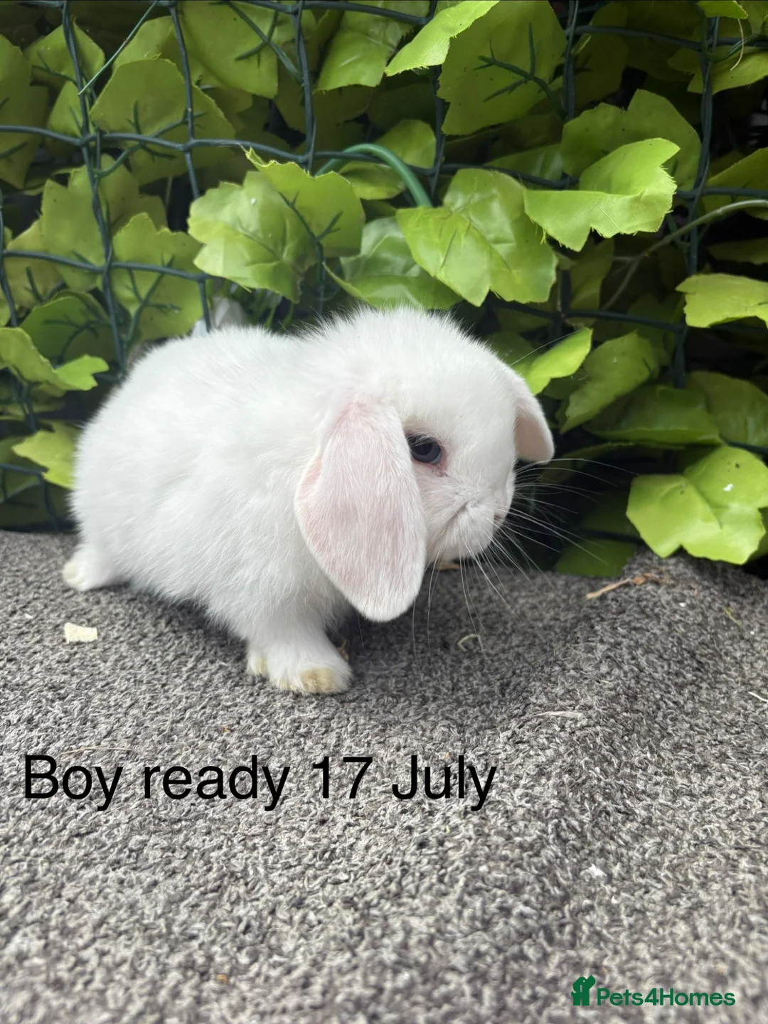 Mini Lop rabbits for sale: Adorable friendly mini lop babies  - Advert 2