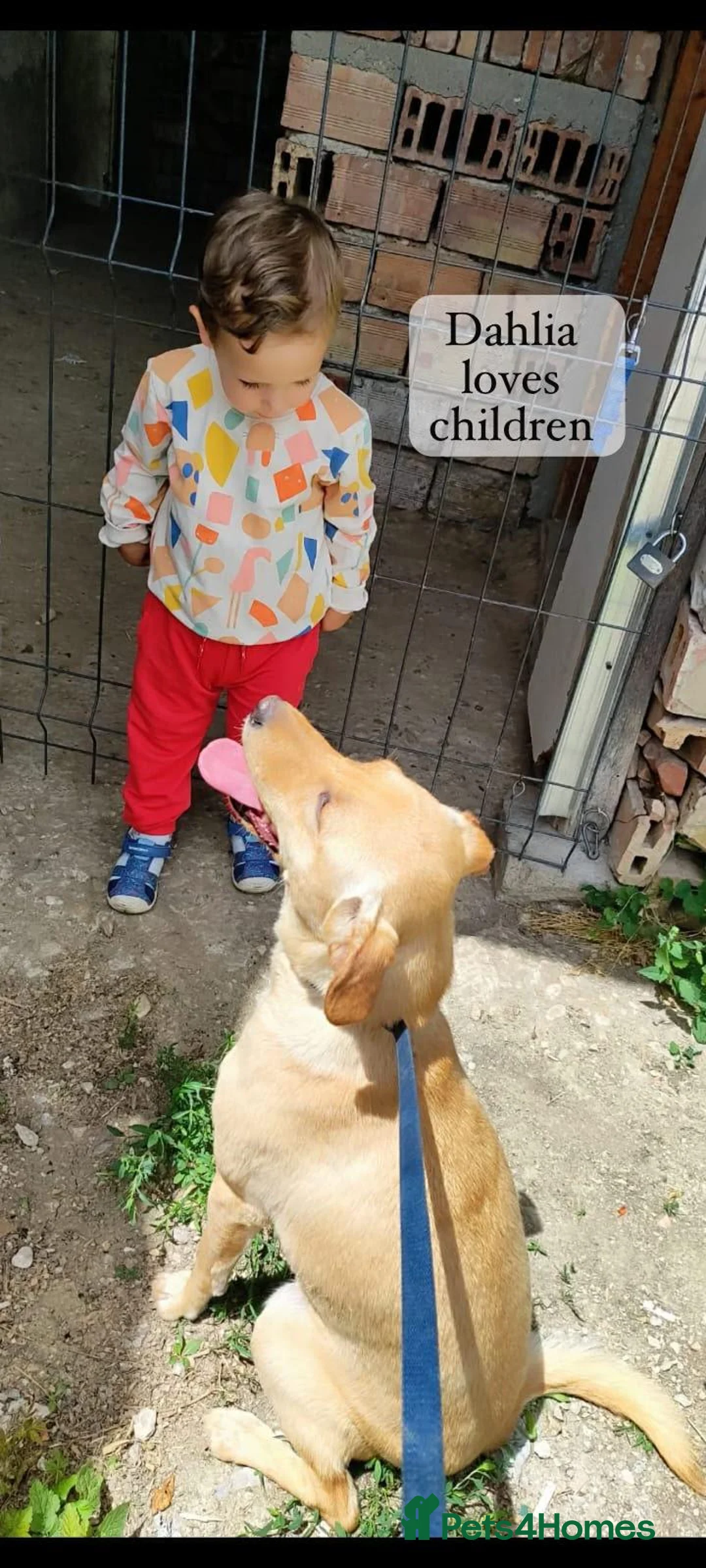 Mixed Breed dogs for adoption: Dahlia, 2-3 yrs old. Available for adoption. in Brixham - Advert 2