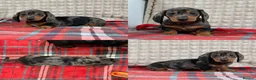Miniature Dachshund dogs for sale: STUNNING KC MINI DACHSHUND PUPPIES READY NOW  - Advert 17