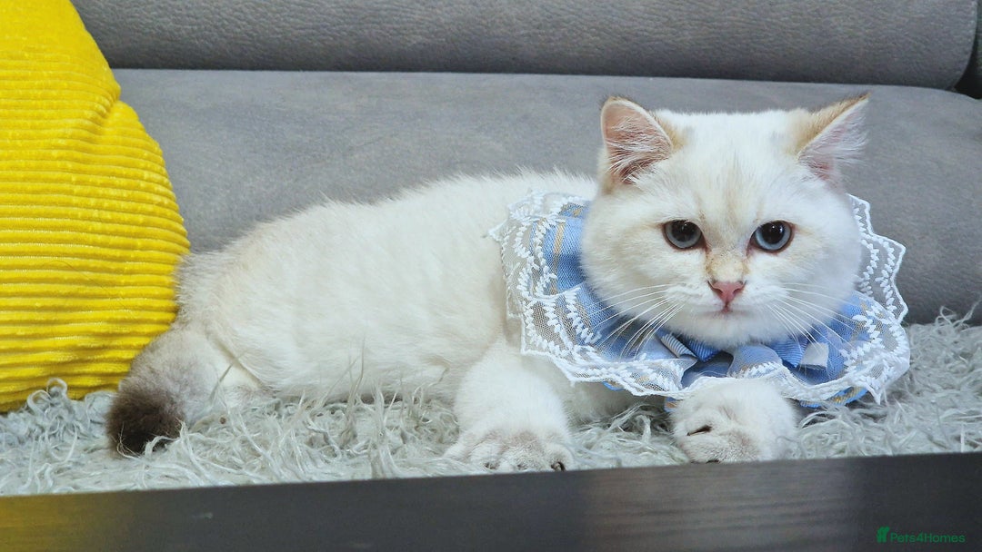 British Shorthair cats for sale: Golden British shorthair Pedigree Neutered  - Image 19