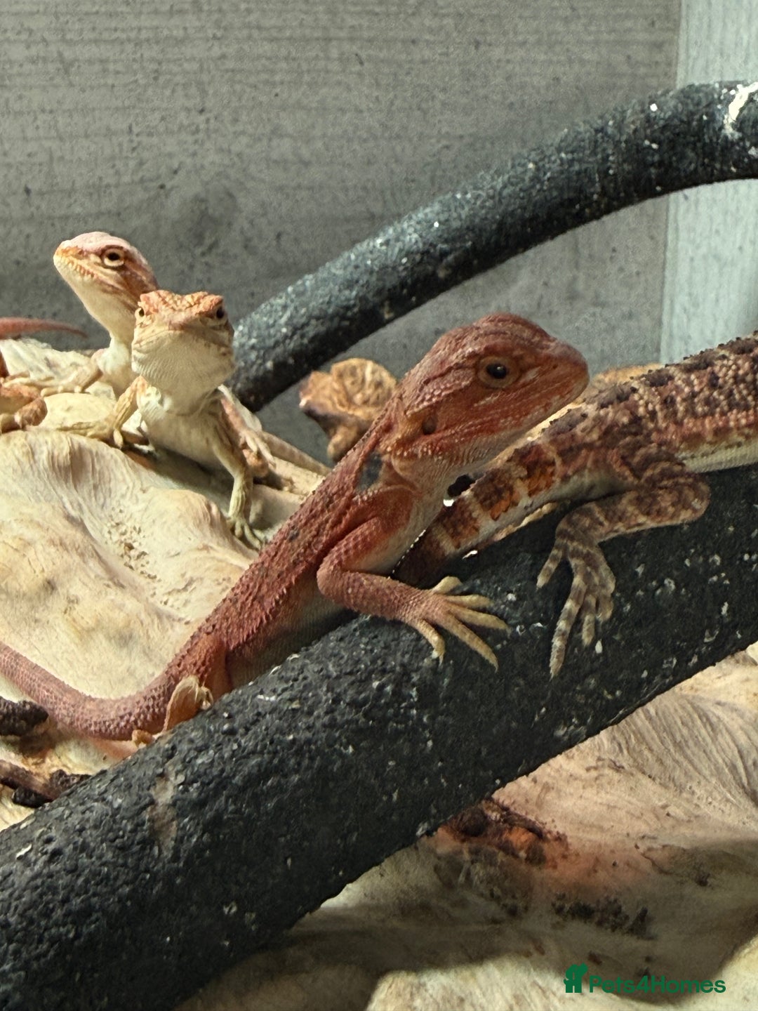 Bearded Dragon reptiles for sale: Bearded Dragons juvenile  - Advert 12