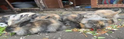 Mixed Breed rabbits for sale: Lop x lionhead Rabbits - Advert 6