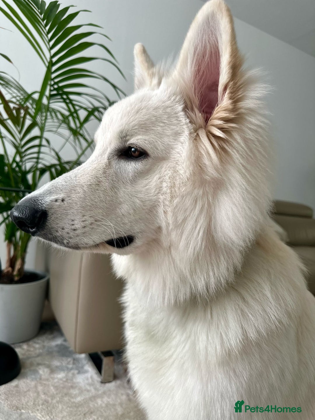 White Swiss Shepherd dogs for sale: Beautiful white Swiss shepherd  - Advert 3