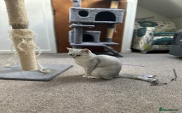 Brazilian Shorthair cats for sale: British Short Hair For Sale - Image 6