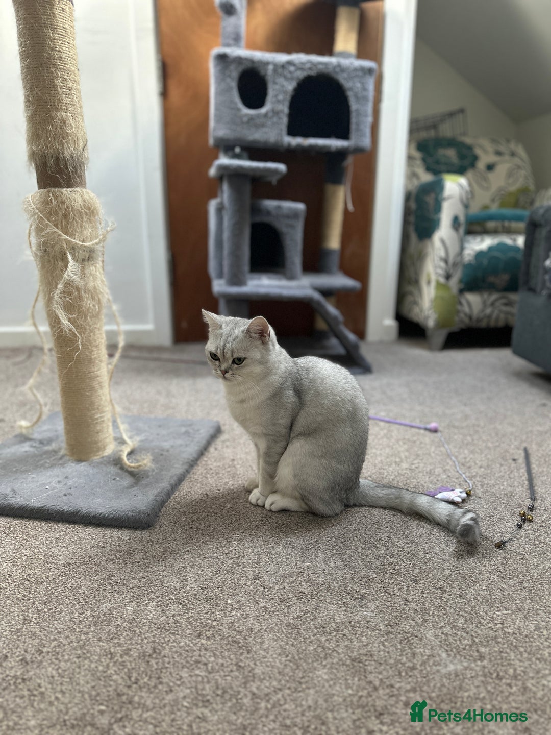 Brazilian Shorthair cats for sale: British Short Hair For Sale - Image 6