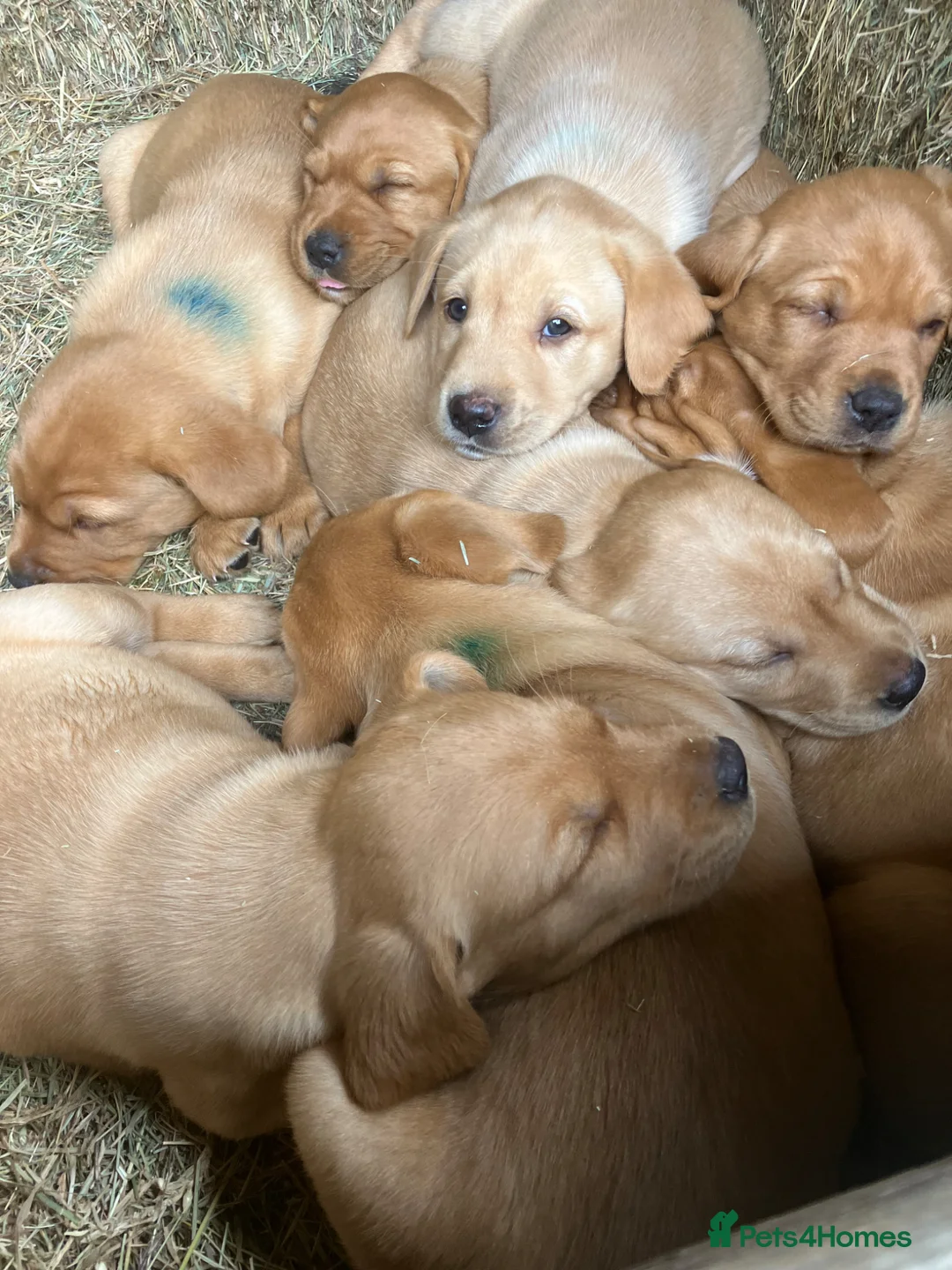 Labrador Retriever dogs for sale: Labrador puppies 8 weeks old  in Barnsley - Advert 7