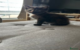 Domestic Shorthair cats for sale: 3 British short hair kittens  - Image 3