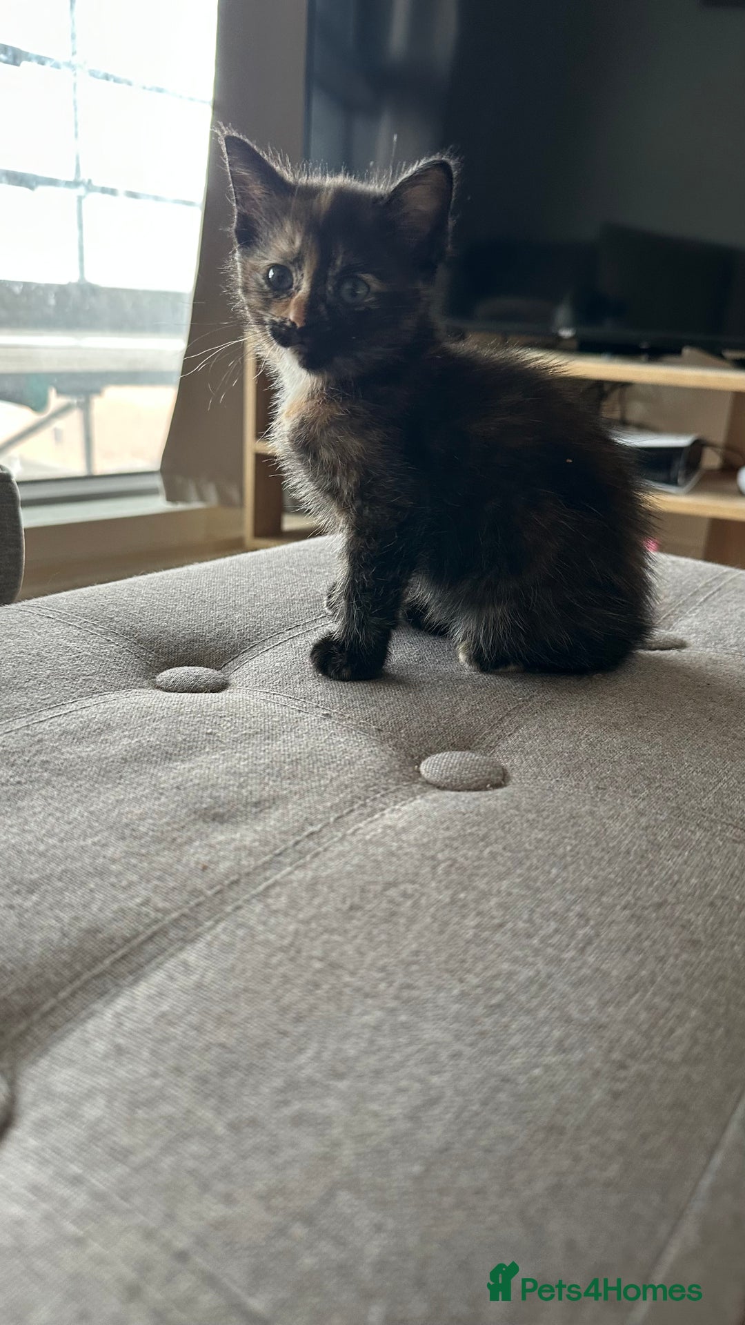 Domestic Shorthair cats for sale: 3 British short hair kittens  - Image 3